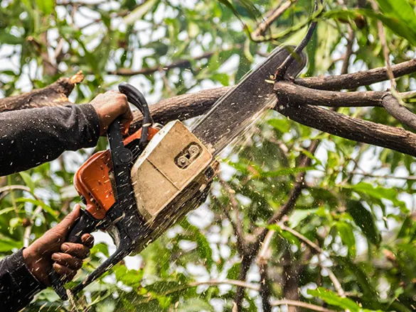 Professional landscaper using pruning shears to trim a tree, emphasizing tree care services offered by Mitch Lawn Service.
