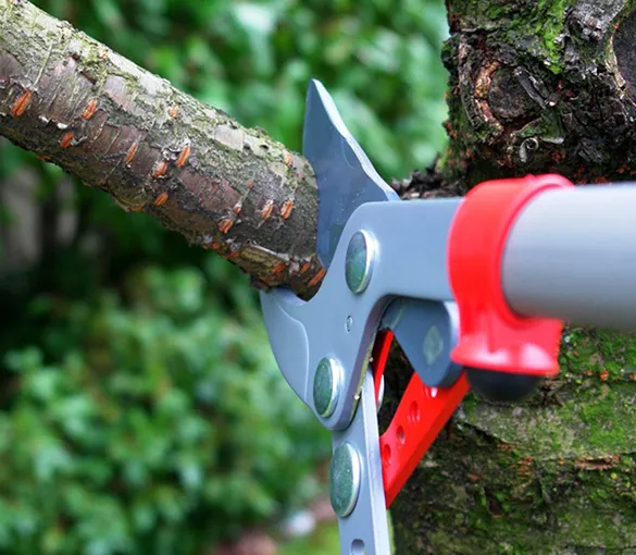 Landscaper using cutting tools on a tree, representing affordable tree services in Fort Lauderdale, FL.