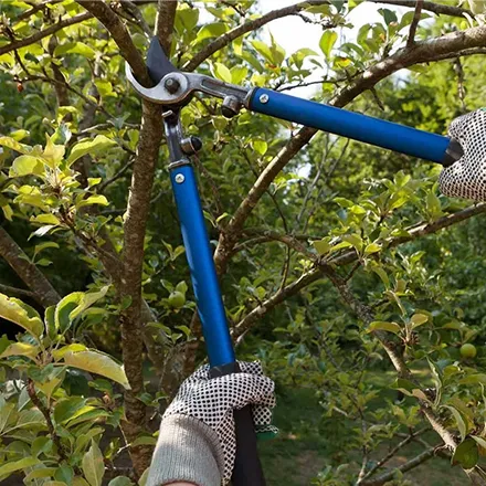 Close-up of tree care tools in use, highlighting the expert tree care solutions provided by Mitch Lawn Service that enhance the health and beauty of residential trees.