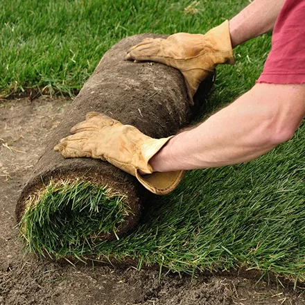 Person's hands holding a freshly cut roll of sod, emphasizing quality grass ready for installation.