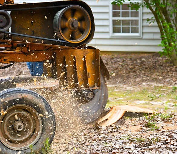 Tree stump grinding machine actively removing a tree stump, showcasing professional stump removal services in Hollywood, FL.