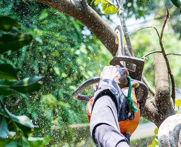 Technician performing emergency tree cutting on a property, highlighting urgent tree services in Plantation, FL.