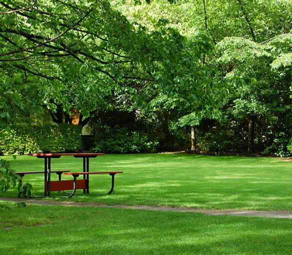 Scenic pathway lined with healthy trees and vibrant plants, showcasing the benefits of professional landscape design and maintenance.