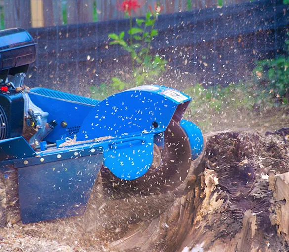 Close-up of a stump being ground down, emphasizing expert tree stump grinding and removal services in Plantation, FL.