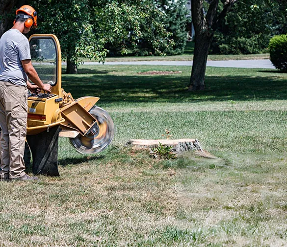 Close-up of a stump being ground down, emphasizing expert tree stump grinding and removal services in Plantation, FL.