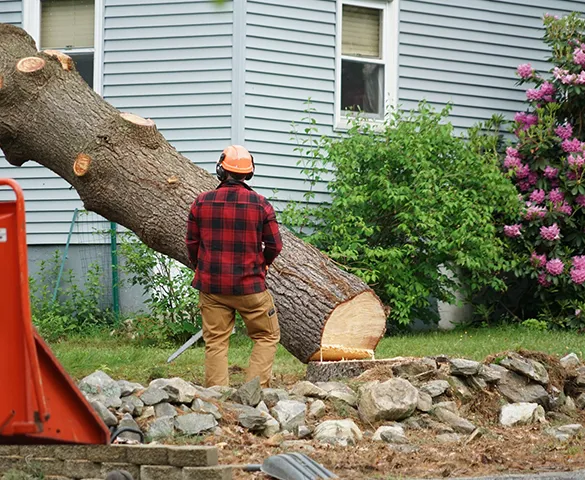 Professional tree removal expert evaluating a tree to be removed, demonstrating home tree removal services in Wilton Manors, FL.
