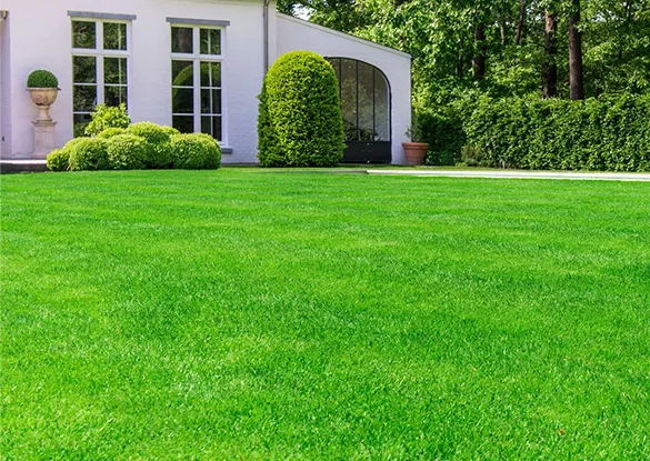Vibrant green lawn in front of a modern home, showcasing professional lawn care services in Florida provided by Mitch Lawn Service.