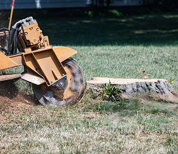 Professional tree stump grinder in use, highlighting expert tree care and maintenance services in Davie, FL.