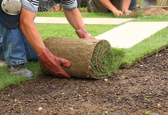 Individual using a sod roller on a newly laid lawn, demonstrating proper installation techniques for a healthy grass surface.