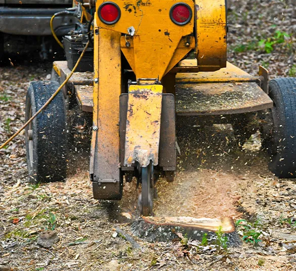 Close-up of tree stump being ground down, highlighting reliable tree stump grinding services that ensure safe and clean removal.