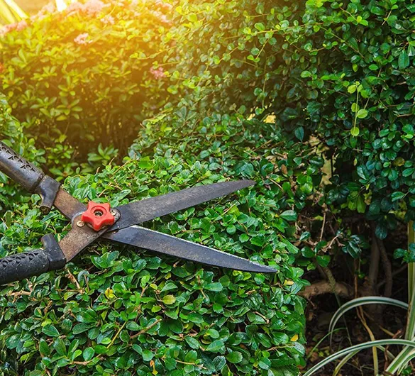 High-quality pruning shears positioned on a tree branch, showcasing residential tree trimming services in Davie, FL.