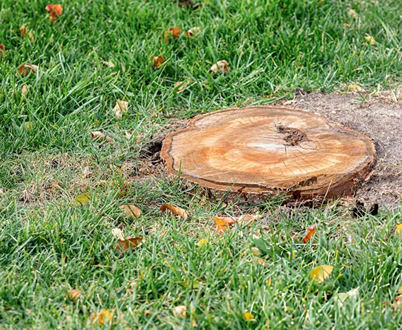 Cut tree stump left after professional grinding, illustrating safe and effective stump removal services in Sunrise, FL.