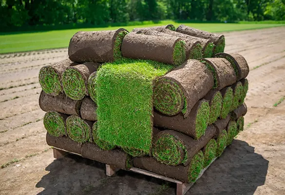 Stack of freshly rolled sod with vibrant green grass ready for delivery, showcasing quality sod for installation in landscaping projects.