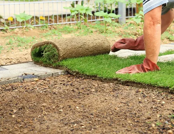 Landscaper carefully placing a roll of sod onto prepared ground, highlighting the process of lawn installation.