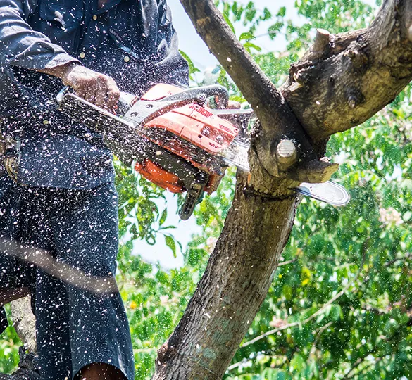 Expert landscaper using a chainsaw to trim a tree branch, showcasing trusted residential tree services designed to maintain tree health and aesthetics.